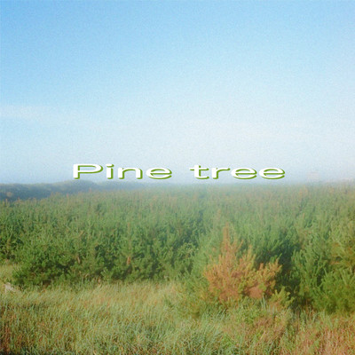 Pine tree/すなお
