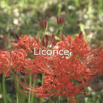 Licorice/Ryu J
