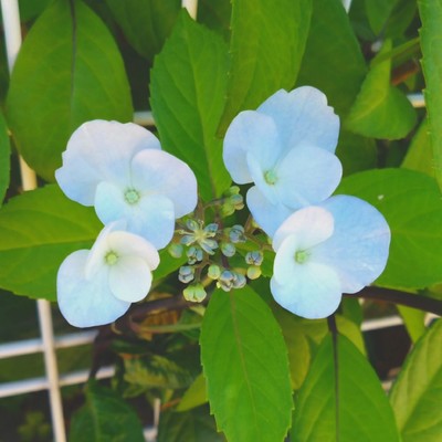 青い恋の花/nimau