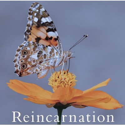 Reincarnation 【通常盤A】/Neverland