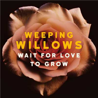 Wait for Love to Grow/Weeping Willows