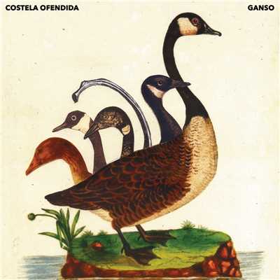 アルバム/Costela Ofendida/Ganso