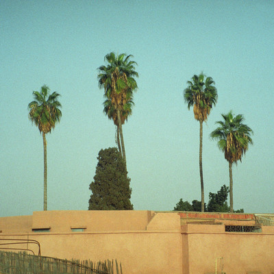 アルバム/palm trees (Explicit)/Various Artists